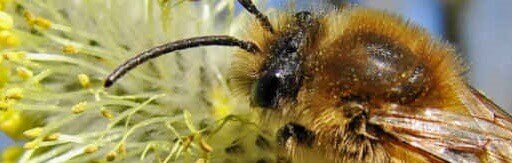 Biene bei der Ernte Symbiose in der Natur